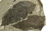 Plate of Fossil Leaves (Fagus) - McAbee Fossil Beds, BC #215713-1